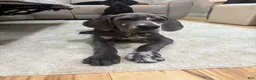 Great Dane dogs for sale: Zora  - Ad 5