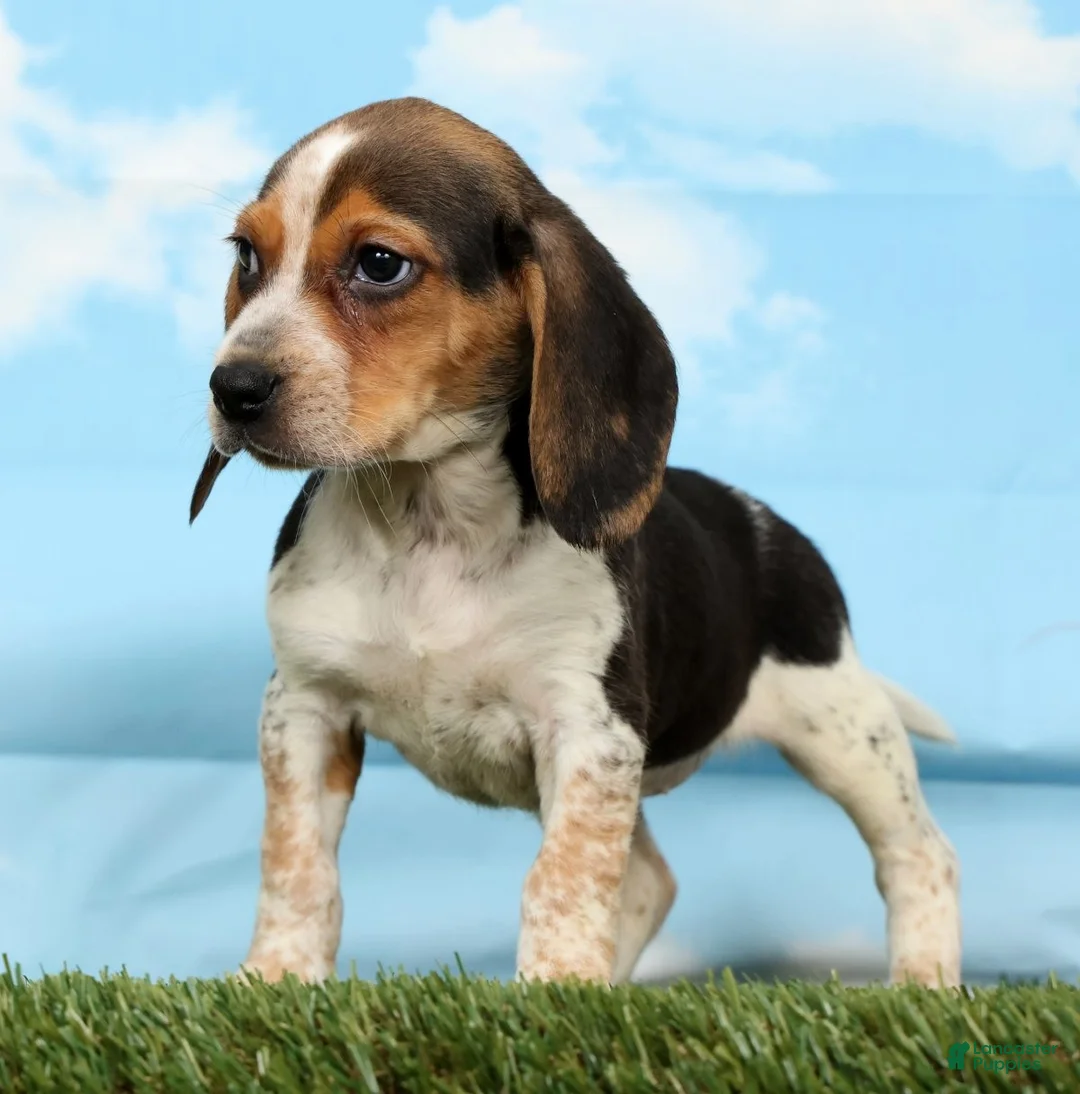 Beagle dogs for sale: Kayla - Ad 2