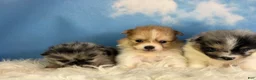 Pomeranian dogs for sale: ACA peanut  - Ad 7