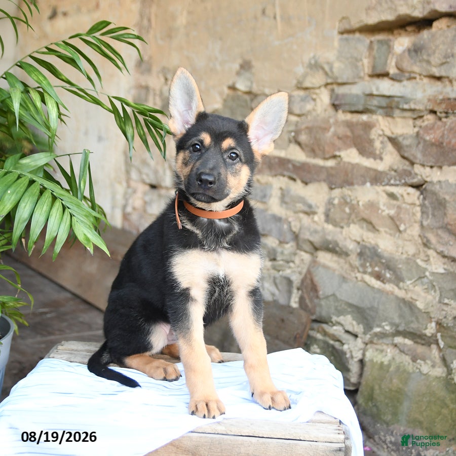 German Shepherd dogs Noelle - Ad 2