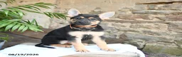German Shepherd dogs for sale: Noelle - Ad 2