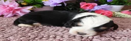 Mini Bernedoodle dogs for sale: #2 Female (Splash's) - Ad 1