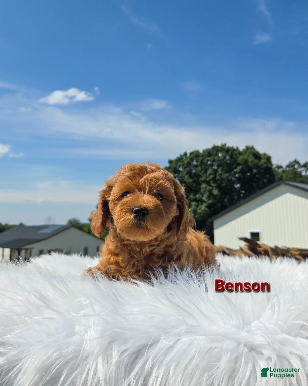 Maltipoo dogs for sale: Benson  - Ad 12