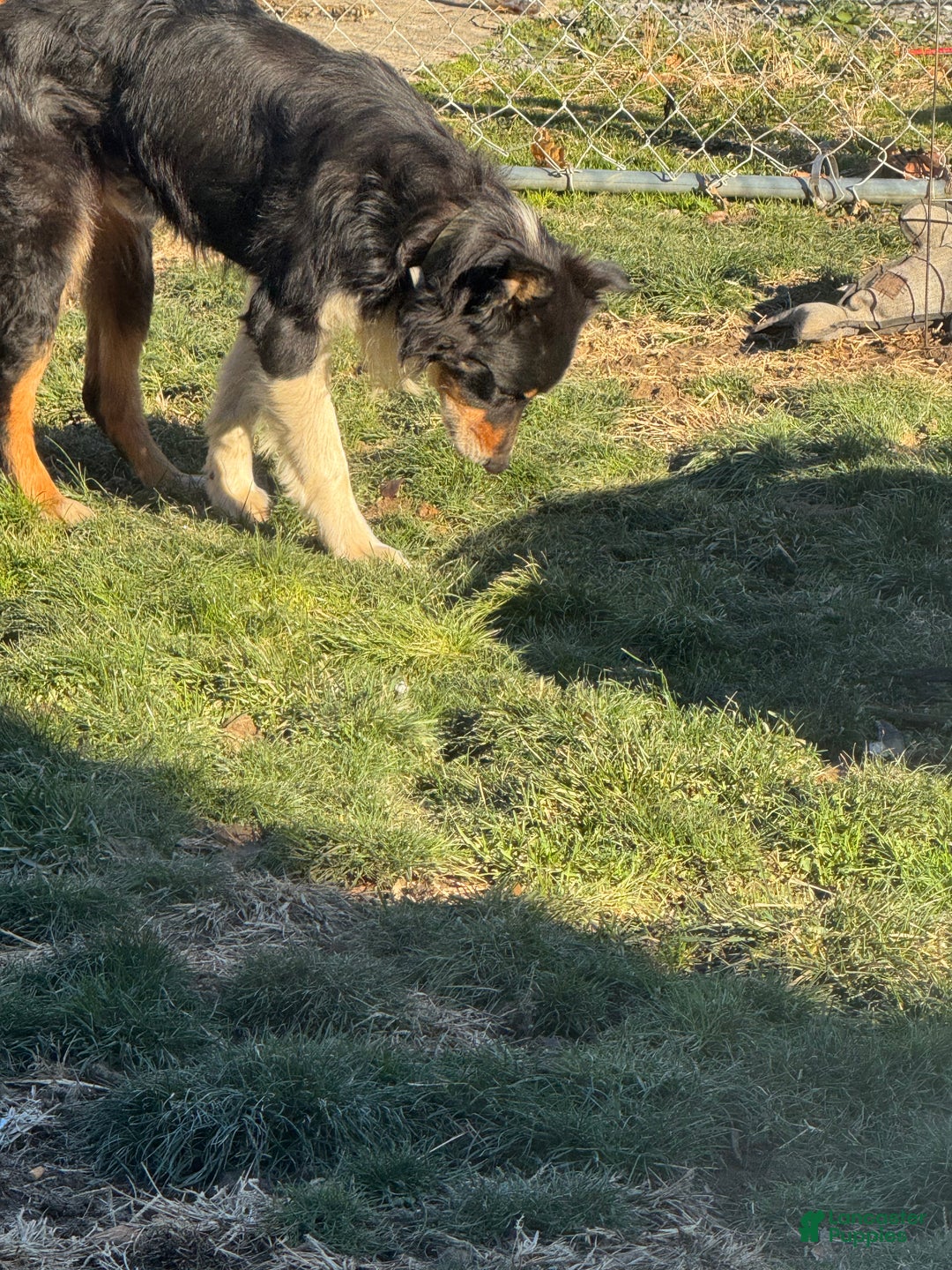 Australian Shepherd dogs for sale: Australian Shepherd Puppy 4 - Ad 9