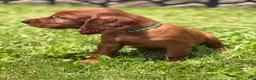 Irish Setter dogs for sale: Dark green collar  - Ad 2