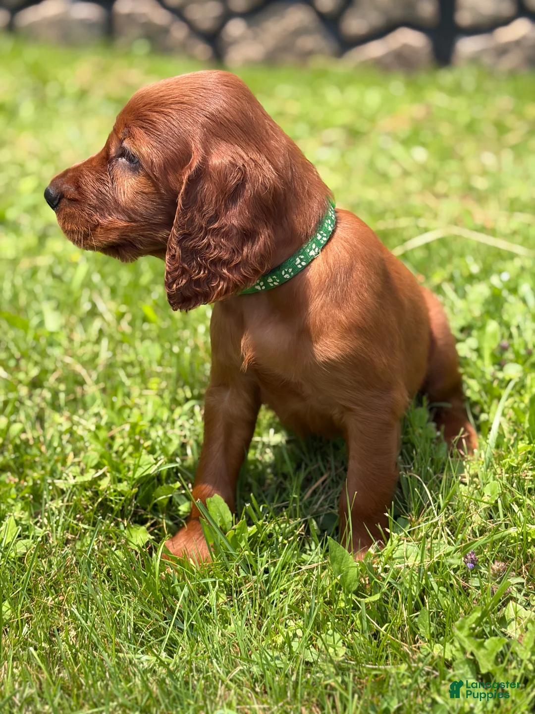 Irish Setter dogs for sale: Dark green collar  - Ad 2