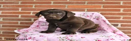 Labrador Retriever dogs for sale: Clover - Ad 2