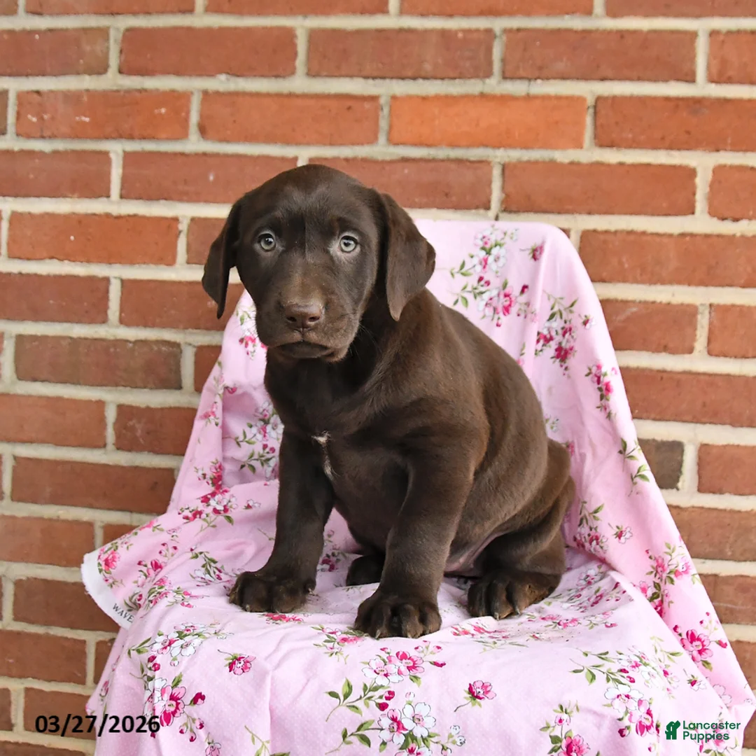 Labrador Retriever dogs for sale: Clover - Ad 2