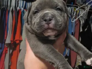 American Bully dogs Trixie - Ad 37