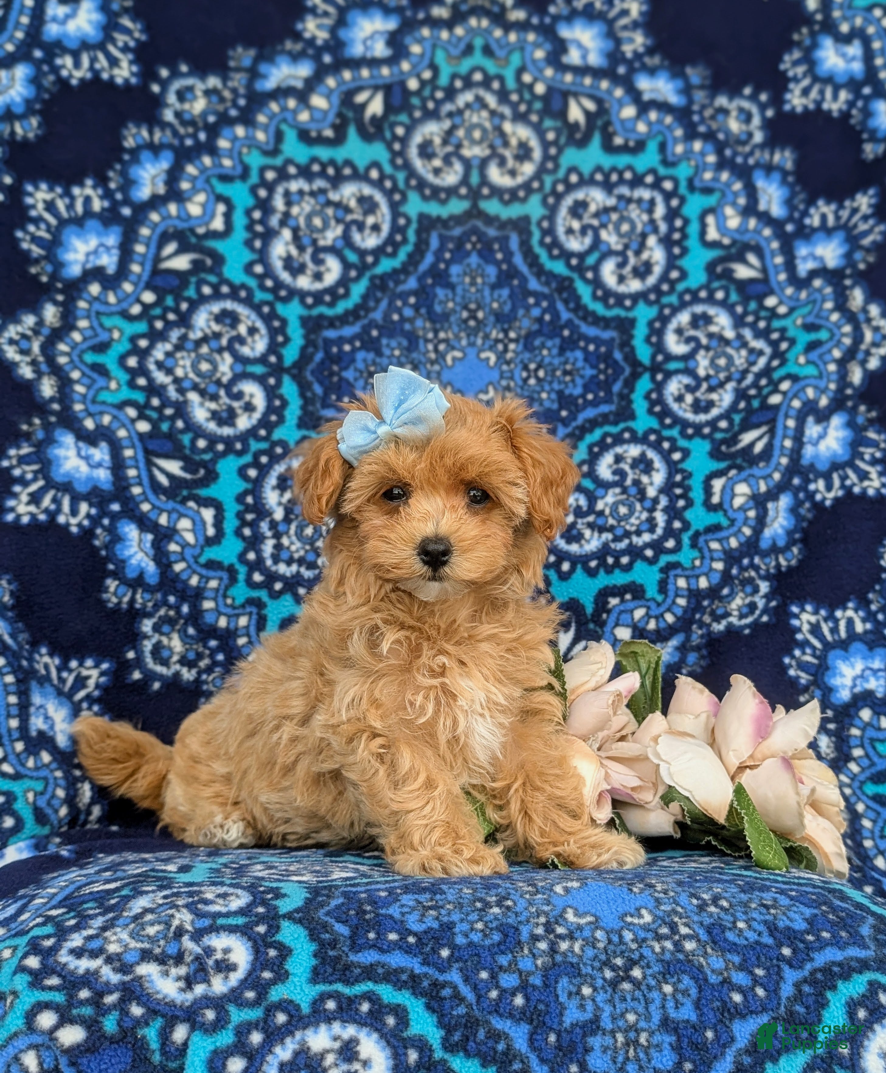Maltipoo dogs Simone 6 lbs Full Grown - Ad 2