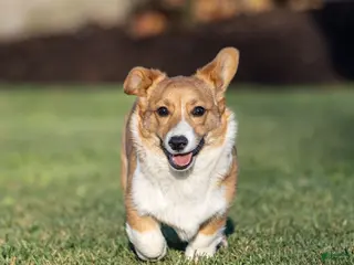 Welsh Corgi Pembroke dogs for sale: Kenny Welsh Corgi Pembroke - Ad 1