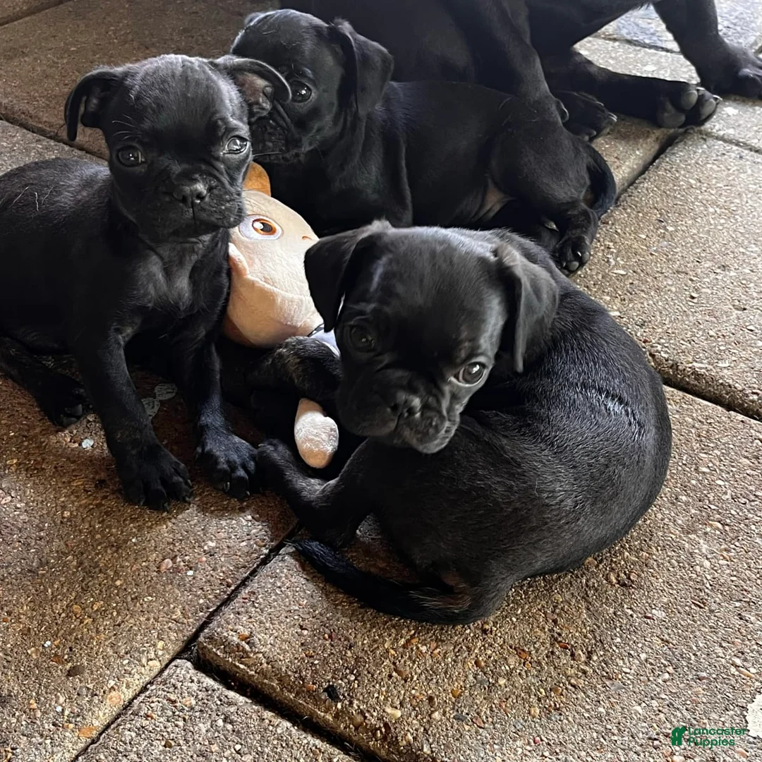 Gallery Image {{count}}