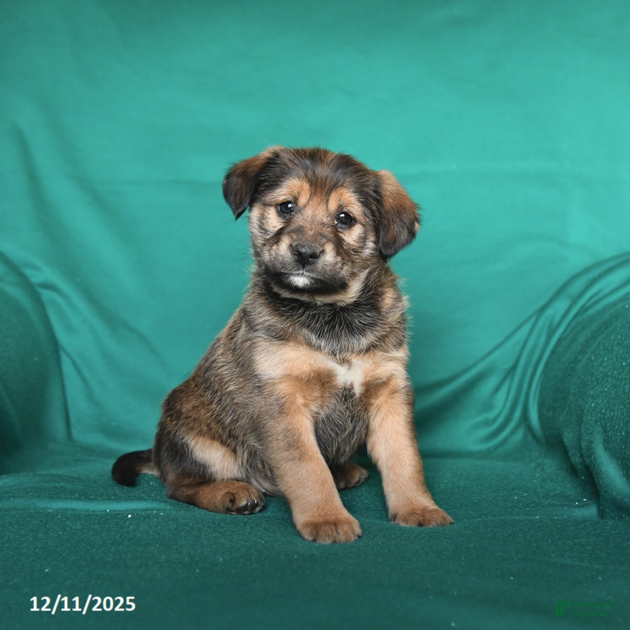 Mixed Breed dogs Thunder - Ad 28