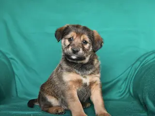 Mixed Breed dogs Thunder - Ad 29