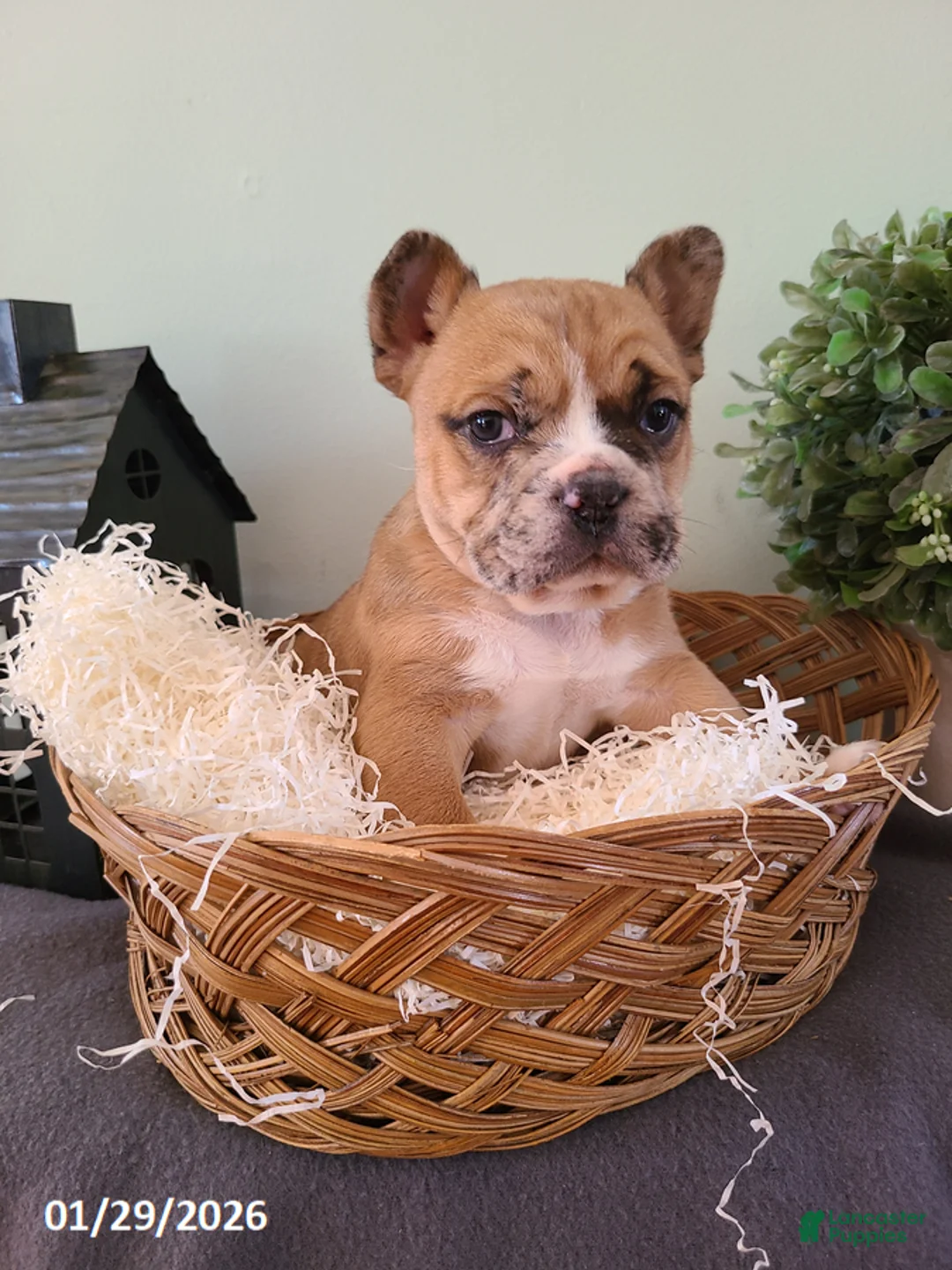 Mixed Breed dogs for sale: Milo - Ad 2