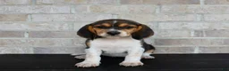 Beagle dogs for sale: Buttercup  - Ad 3