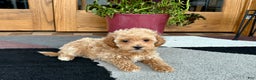 Maltipoo dogs for sale: Maltipoo Puppy 2 female - Ad 6