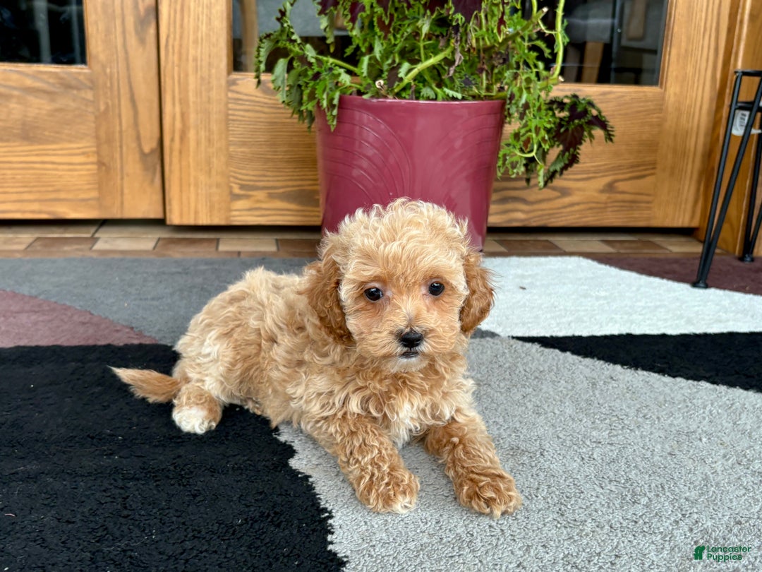 Maltipoo dogs for sale: Maltipoo Puppy 2 female - Ad 6