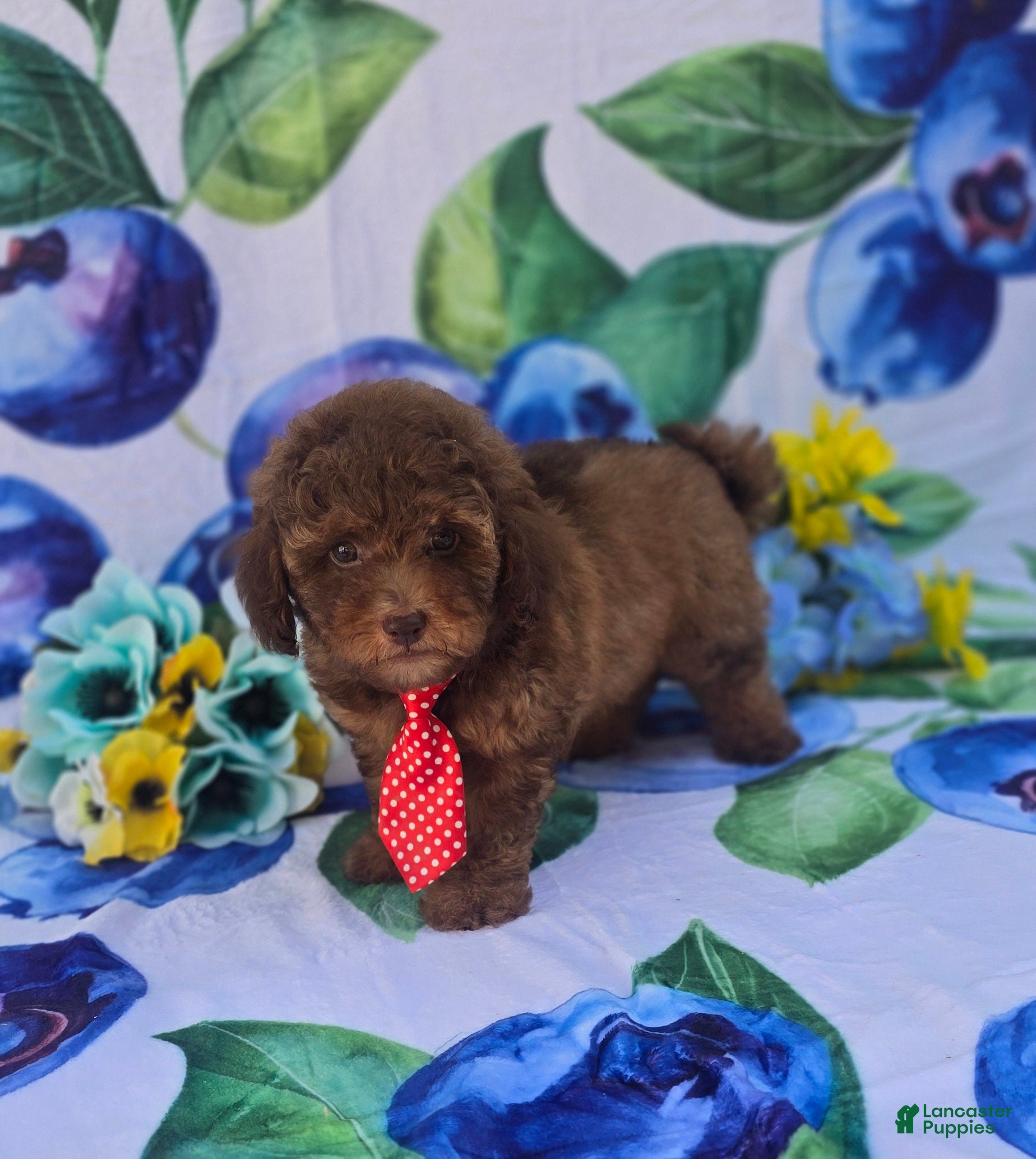 Mixed Breed dogs Jack - Ad 2