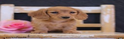 Miniature Dachshund dogs for sale: Lucy - Ad 1