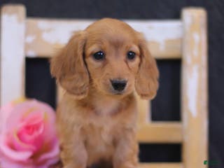 Miniature Dachshund dogs Lucy - Ad 24