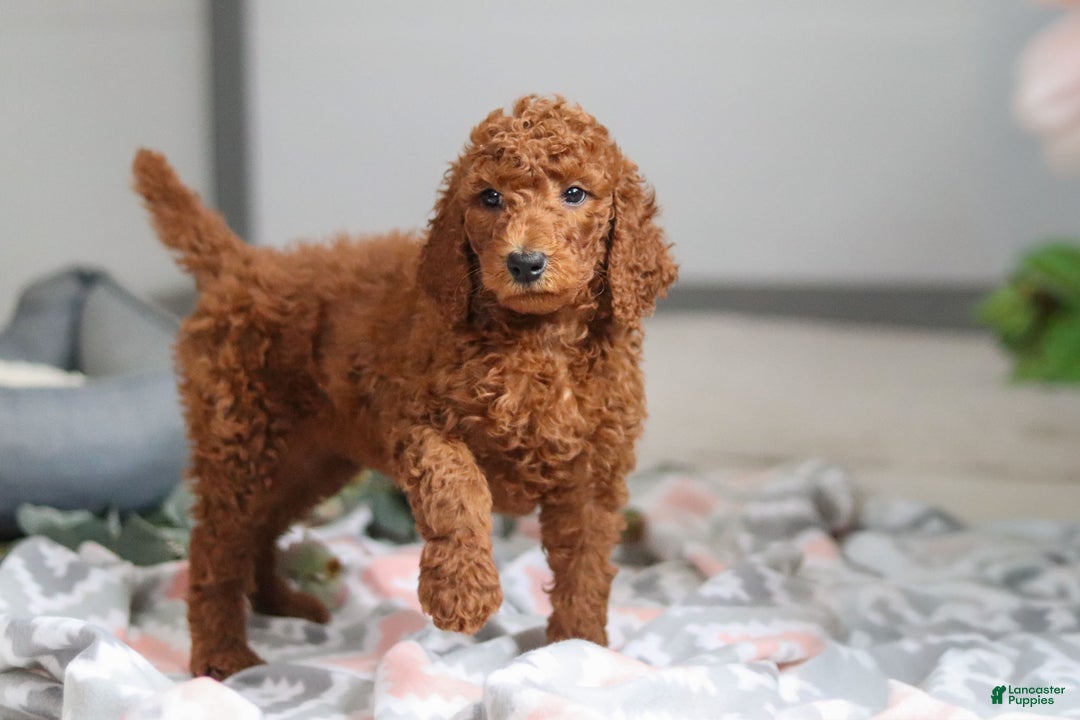 Standard Poodle dogs for sale: Maverick AKC - Ad 7