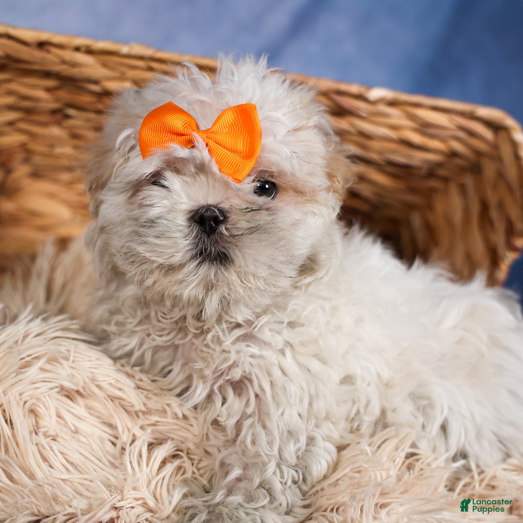 Shih Tzu dogs for sale: NICKY - Ad 11