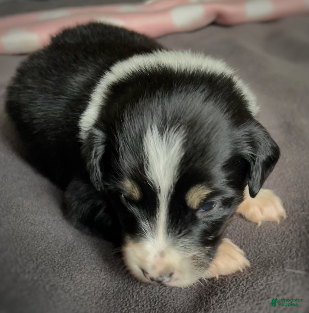 Mixed Breed dogs for sale: Renee - Ad 12