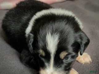 Mixed Breed dogs White Foot - Ad 13