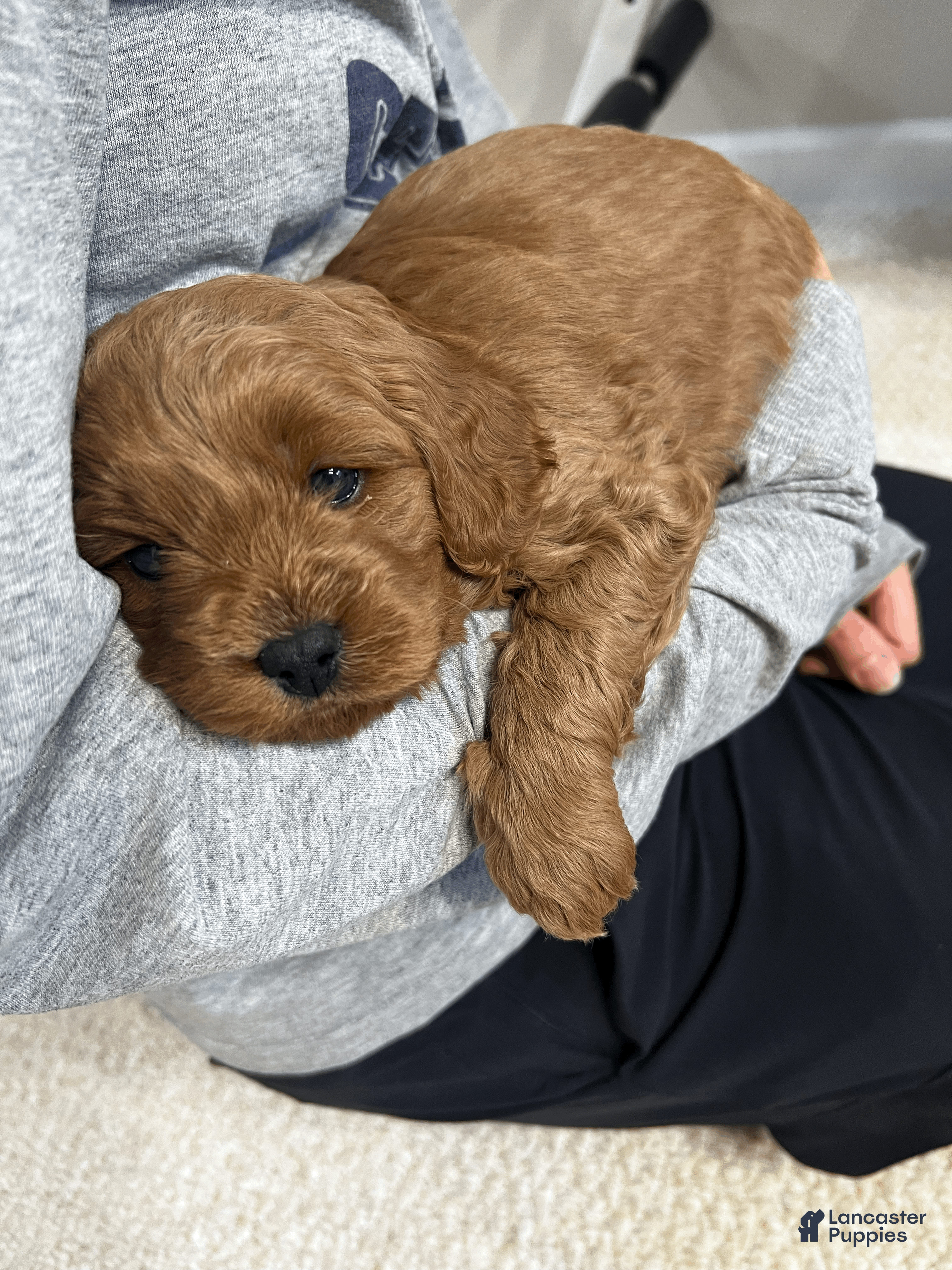 Cavapoo dogs Cavapoo Puppy 1 - Ad 28