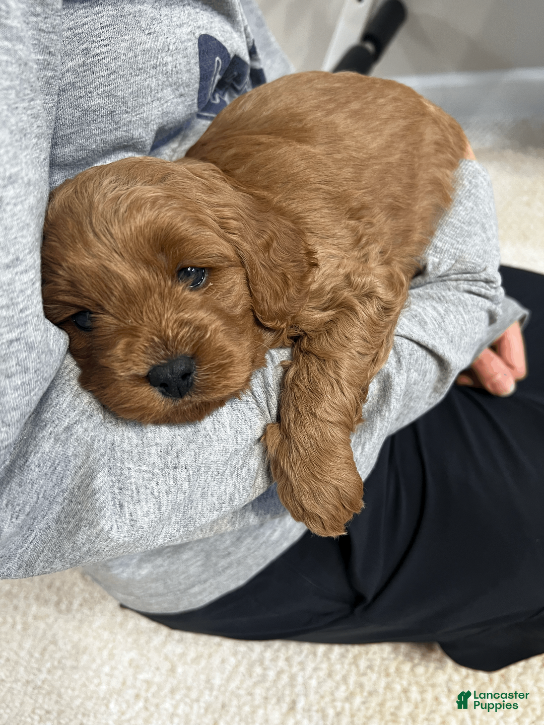 Cavapoo dogs for sale: Cavapoo Puppy 1 - Ad 1