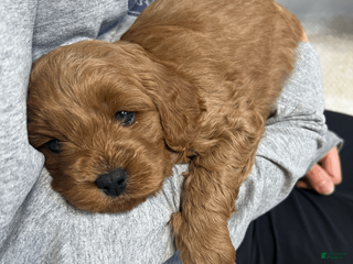 Cavapoo dogs for sale: Cavapoo Puppy 1 - Ad 1