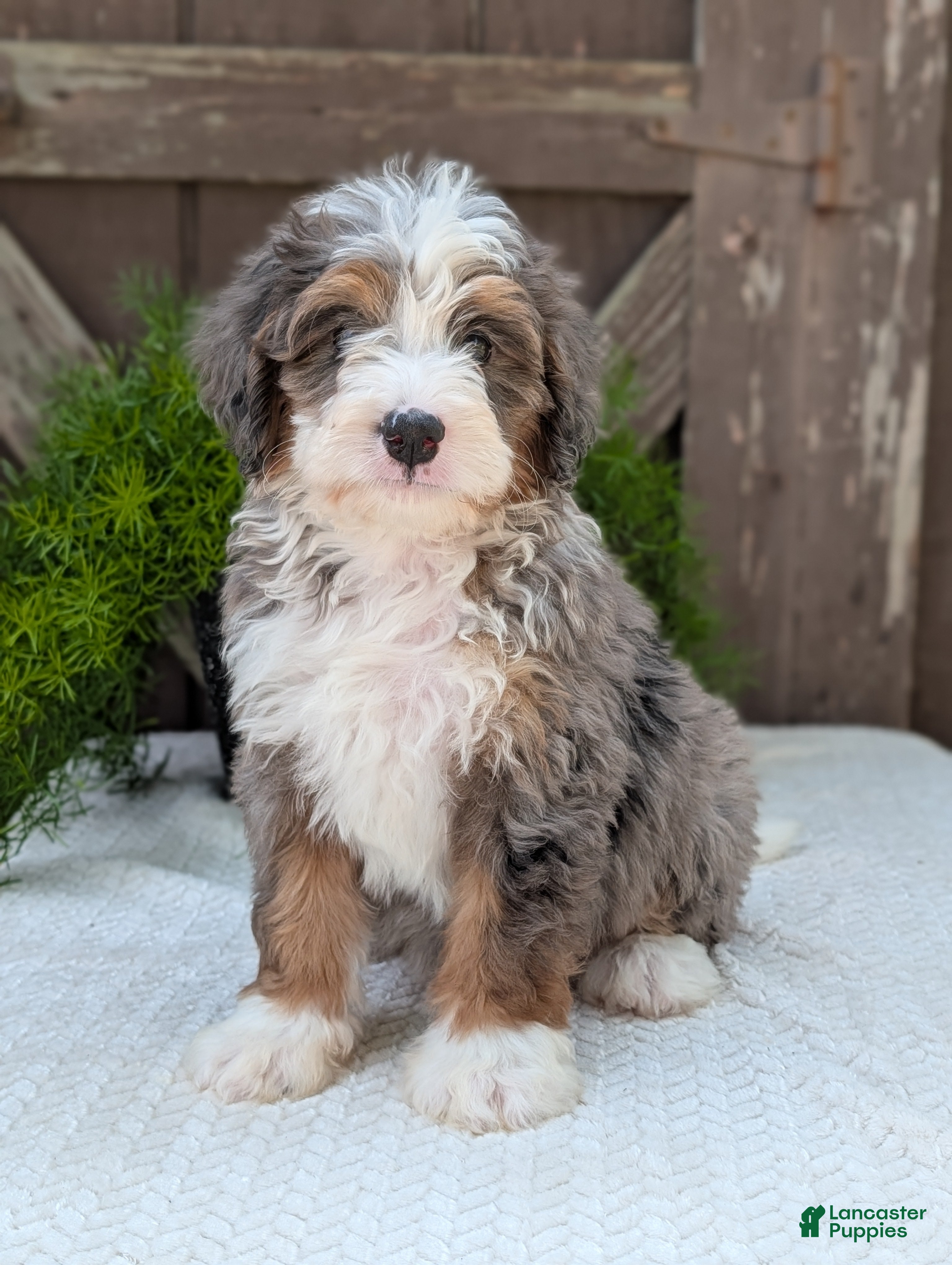 Mini Bernedoodle dogs Mini Bodie  - Ad 2