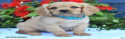 Miniature Golden Retriever dogs for sale: Jerry - Ad 3