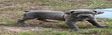 Cane Corso 4