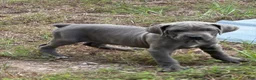 Cane Corso dogs for sale: Cane Corso 4 - Ad 1