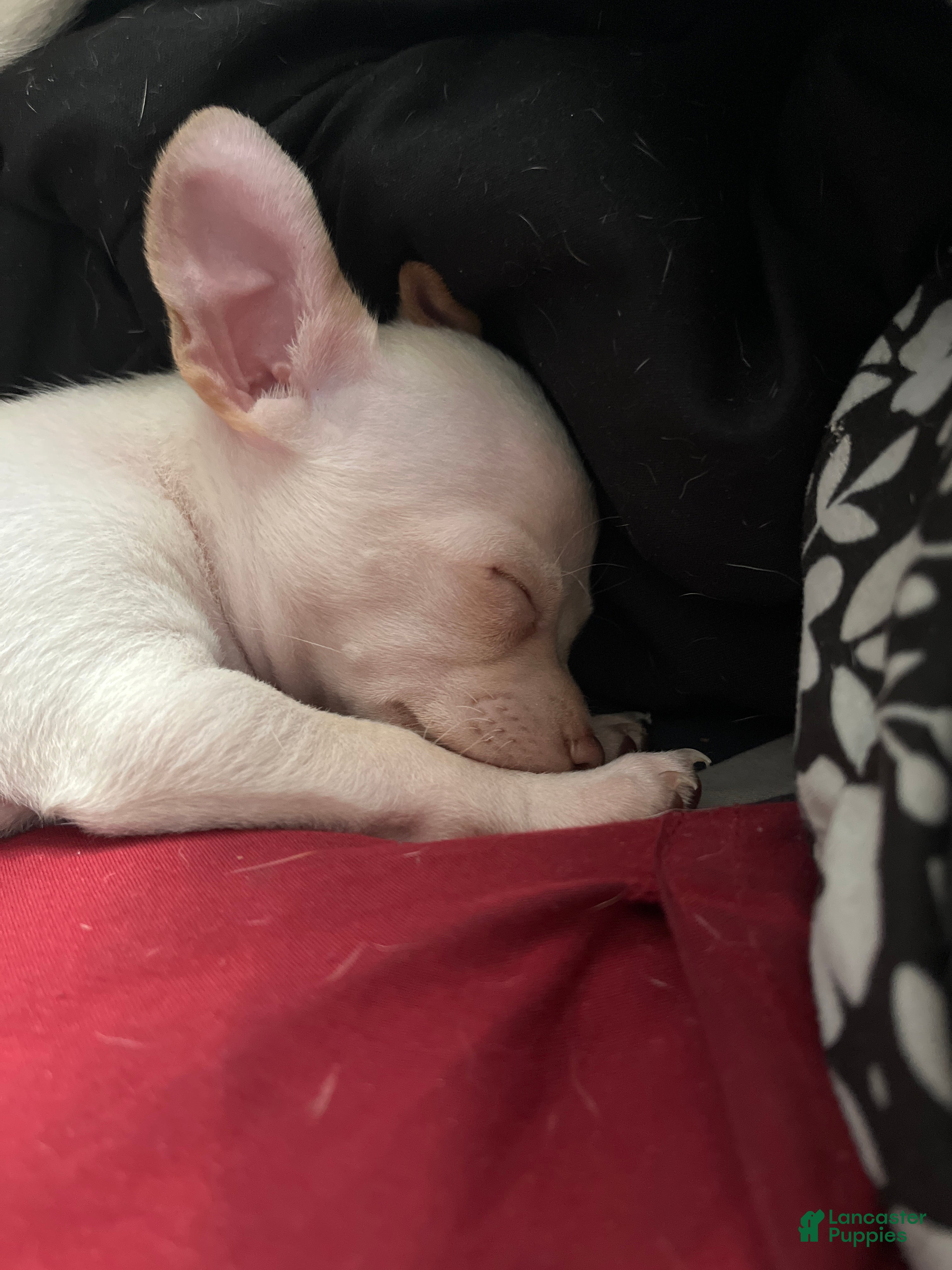 Mixed Breed dogs Mixed Breed Puppy 3 - Ad 3