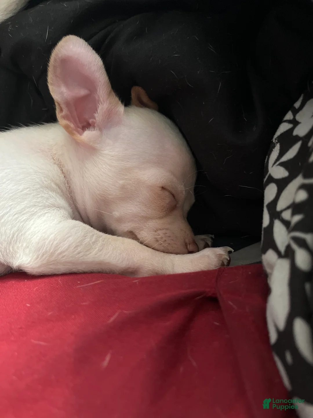 Mixed Breed dogs for sale: Mixed Breed Puppy 3 - Ad 1