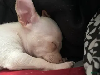 Mixed Breed dogs Mixed Breed Puppy 3 - Ad 3