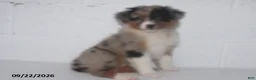 Australian Shepherd dogs for sale: Buttercup - Ad 1