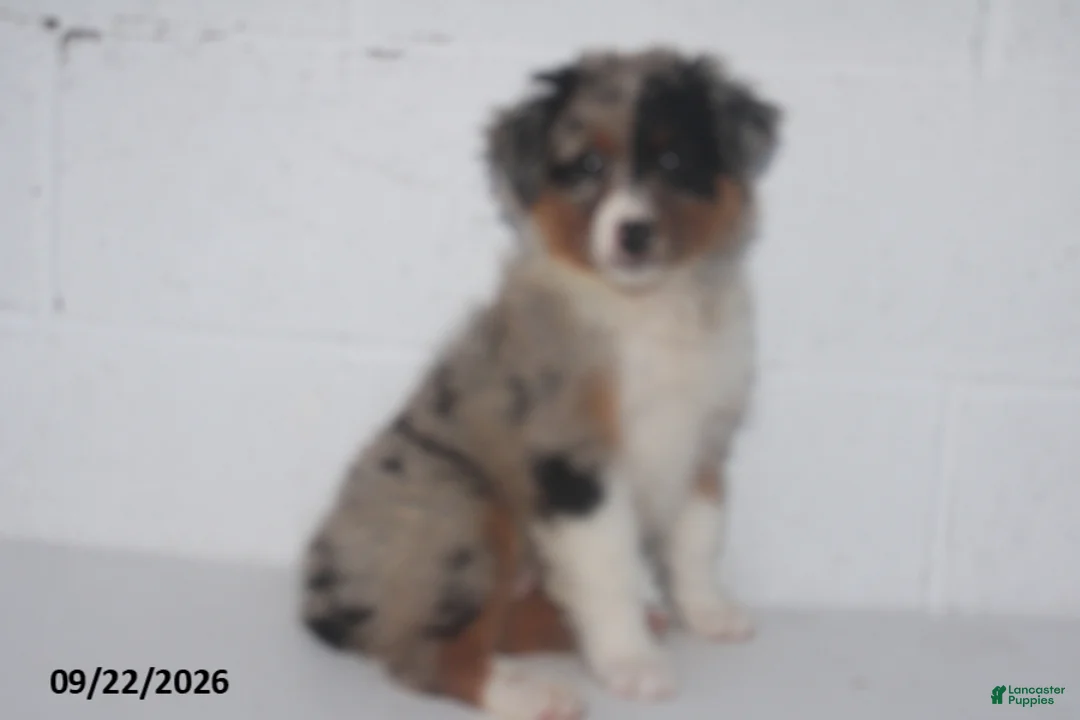 Australian Shepherd dogs for sale: Buttercup - Ad 1