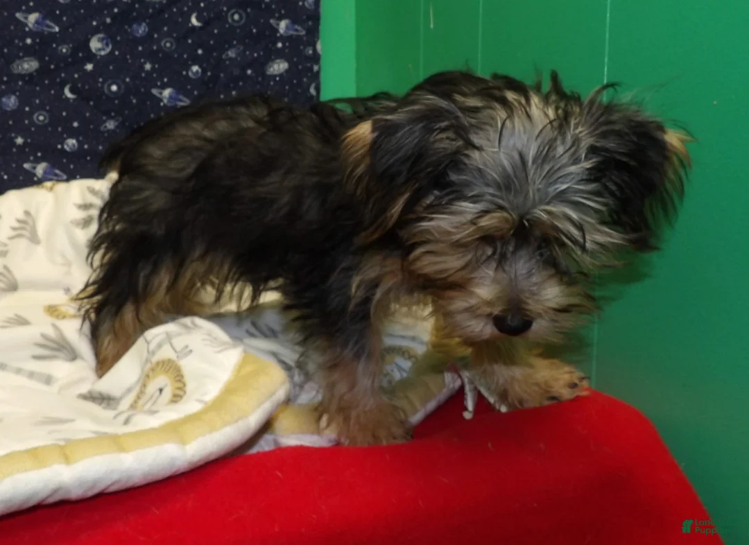 Yochon dogs for sale: Jim - Ad 6