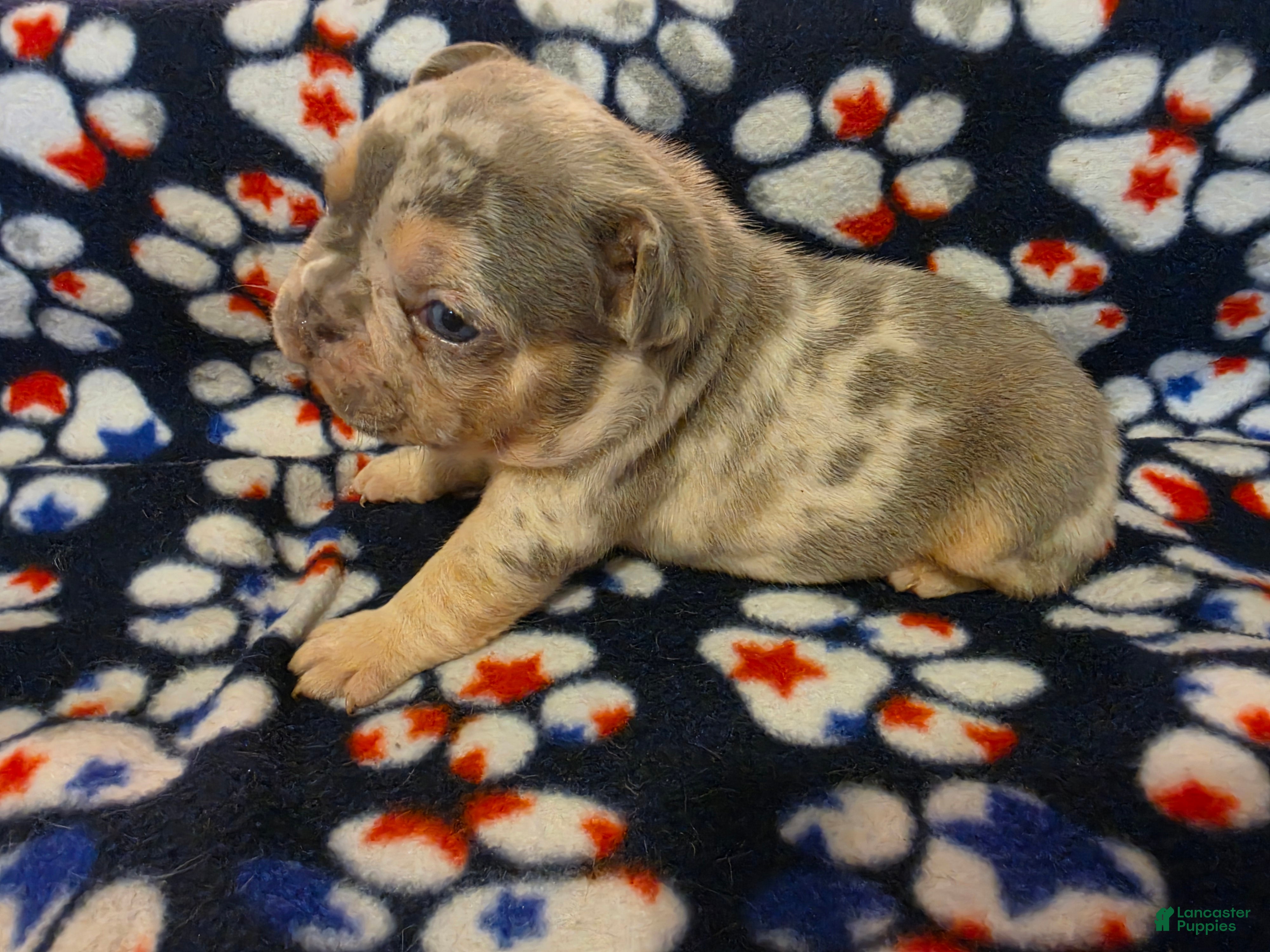 French Bulldog dogs Prince Eric - Ad 2