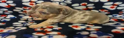 French Bulldog dogs for sale: Prince Eric - Ad 2
