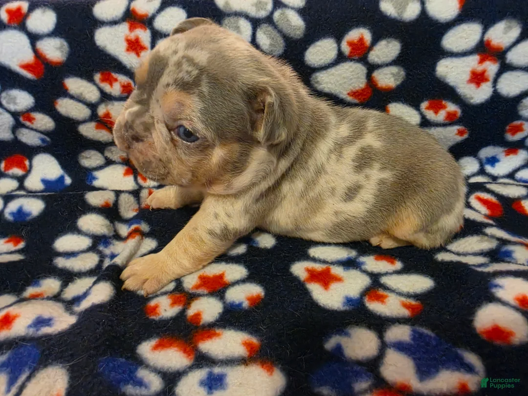 French Bulldog dogs for sale: Prince Eric - Ad 2