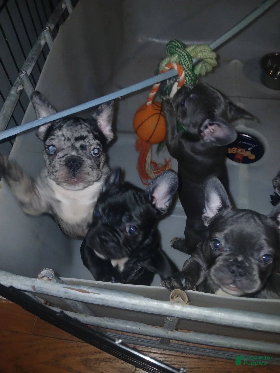 French Bulldog dogs for sale: Lily - Ad 9