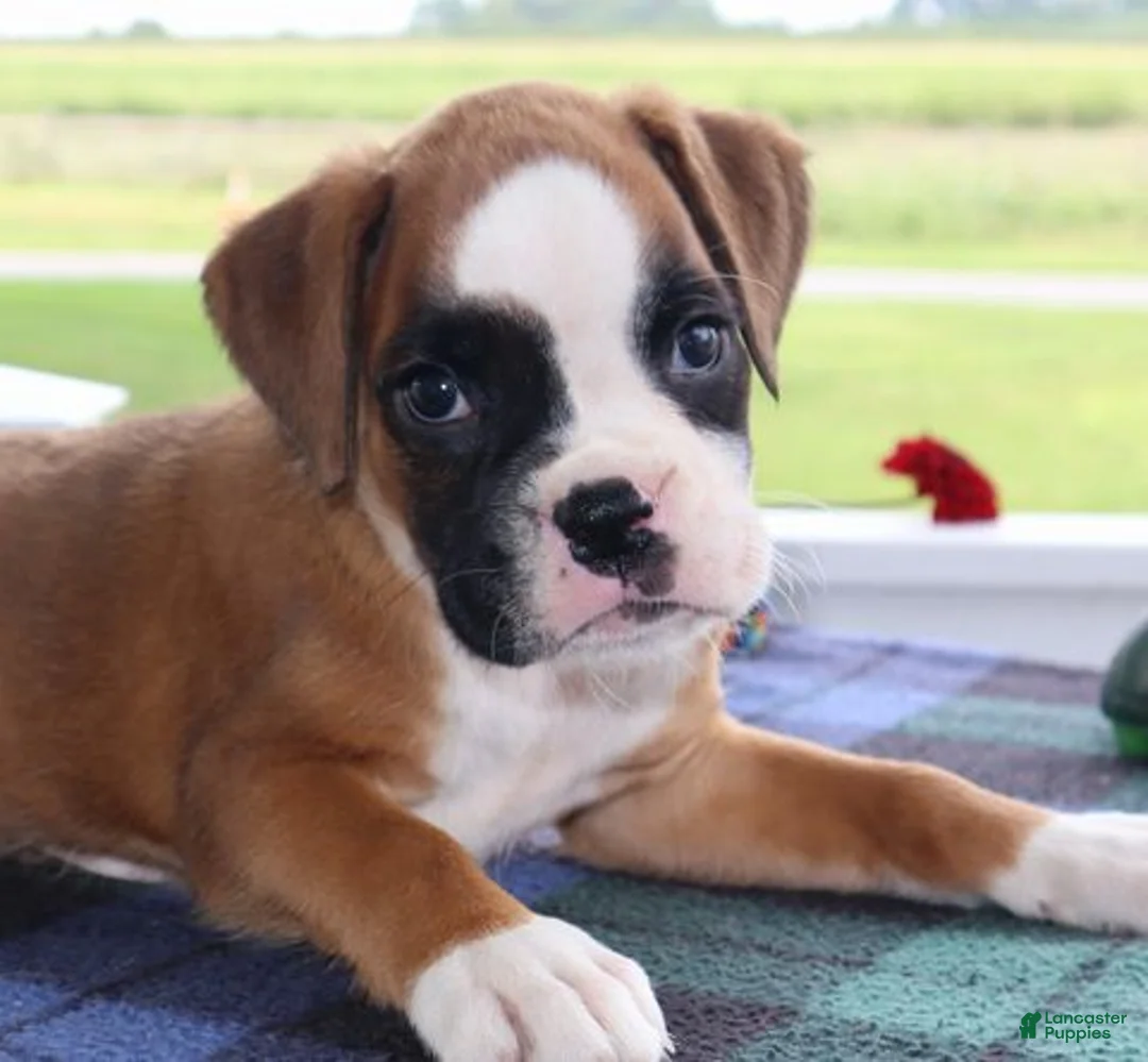 Boxer dogs for sale: Addison - Champ lines - Ad 1
