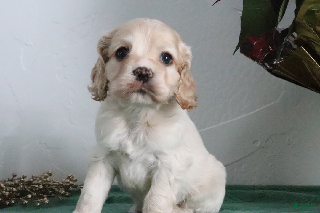 Cocker Spaniel dogs for sale: Kody - Ad 3
