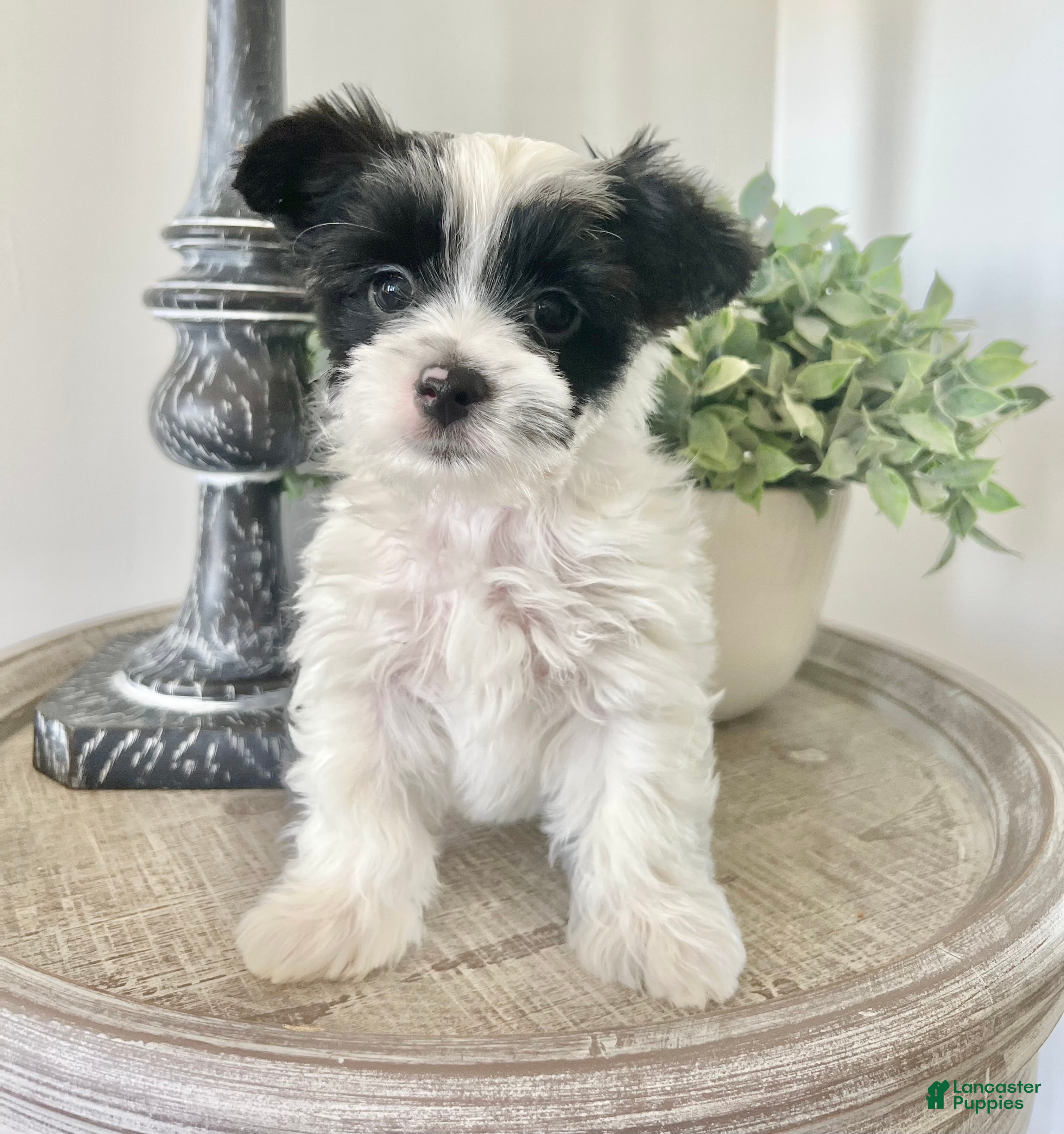 Yorkshire Terrier dogs Toby-Parti Yorkshire Terrier  - Ad 2