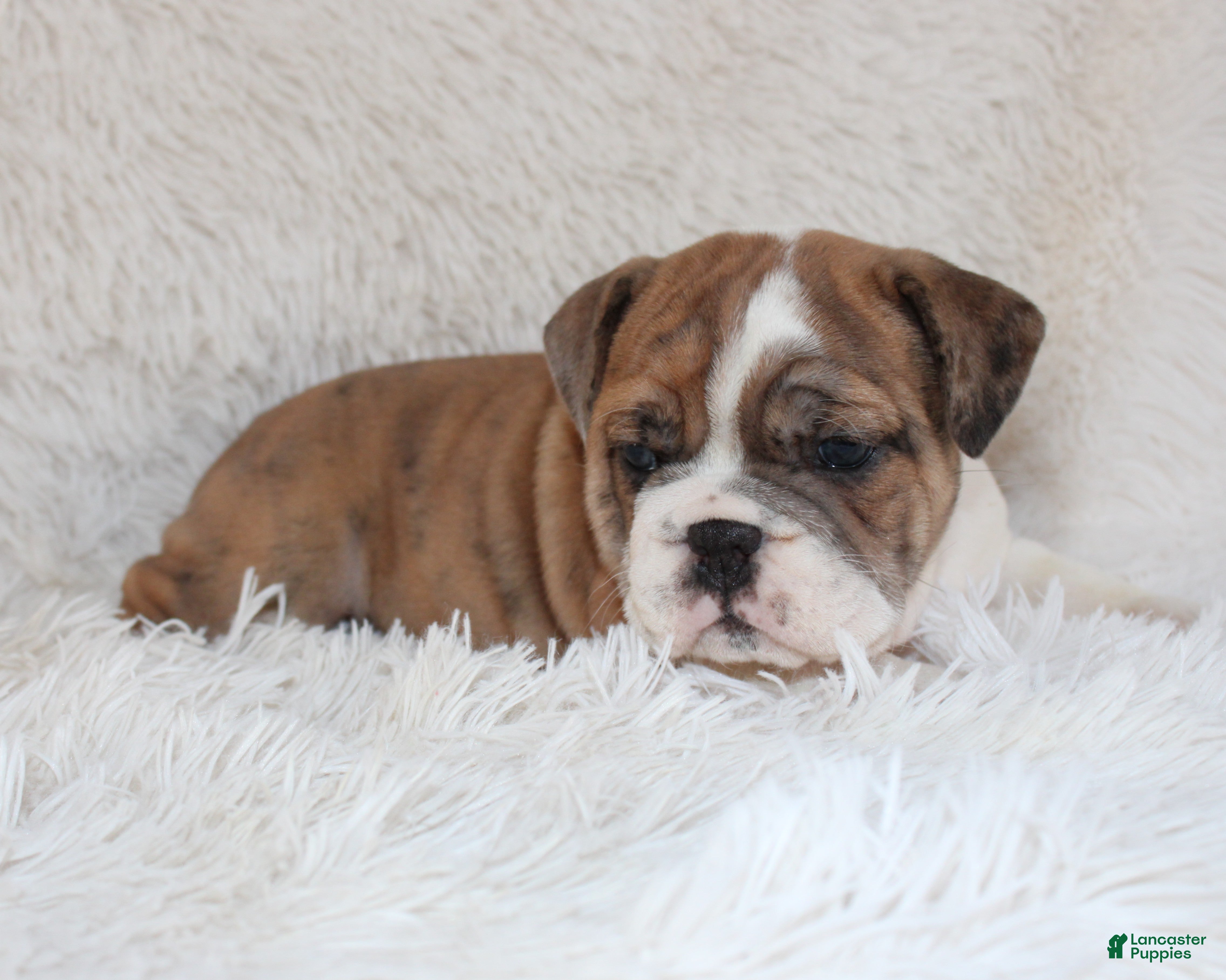 English Bulldog dogs AKC Oakley - Ad 2